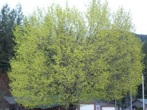Tree just blooming in Spring